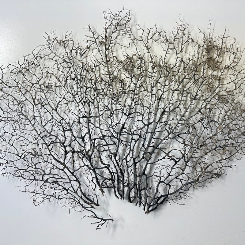 ウミウチワ 1点物 （W約43cm/H約33cm) No.5054 | 流木専門店の