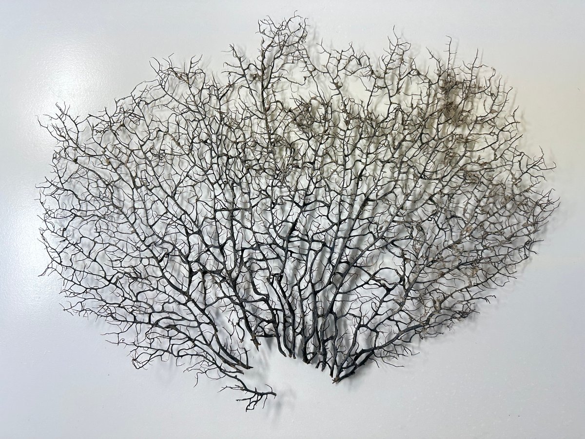 Hiro　ウミウチワ〈263〉 ウミウチワ 1点物 （W約43cm/H約33cm) No.5054 | 流木専門店の