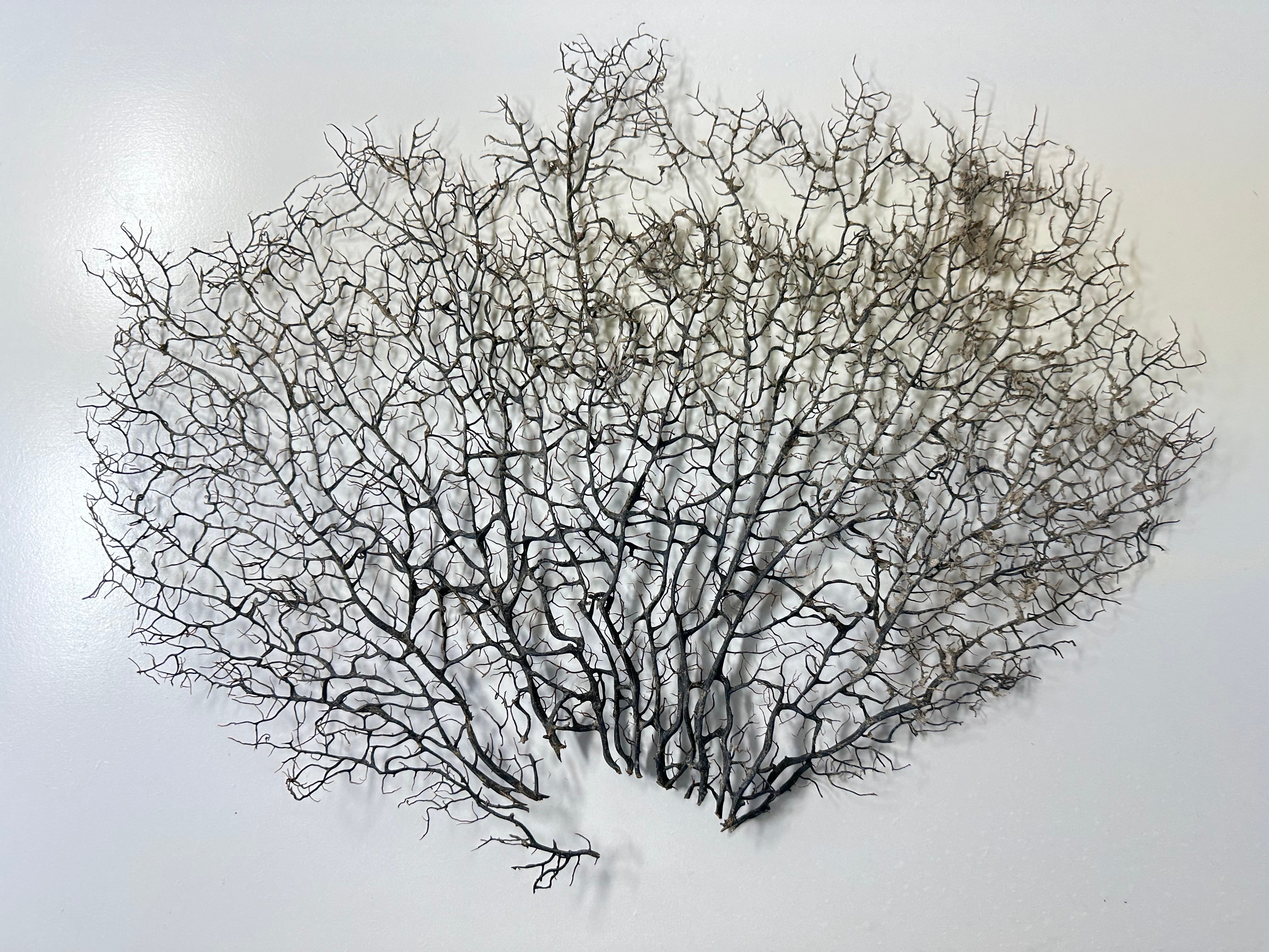 【Hiro】ウミウチワ11点 ウミウチワ 1点物 （W約43cm/H約33cm) No.5054 | 流木専門店の