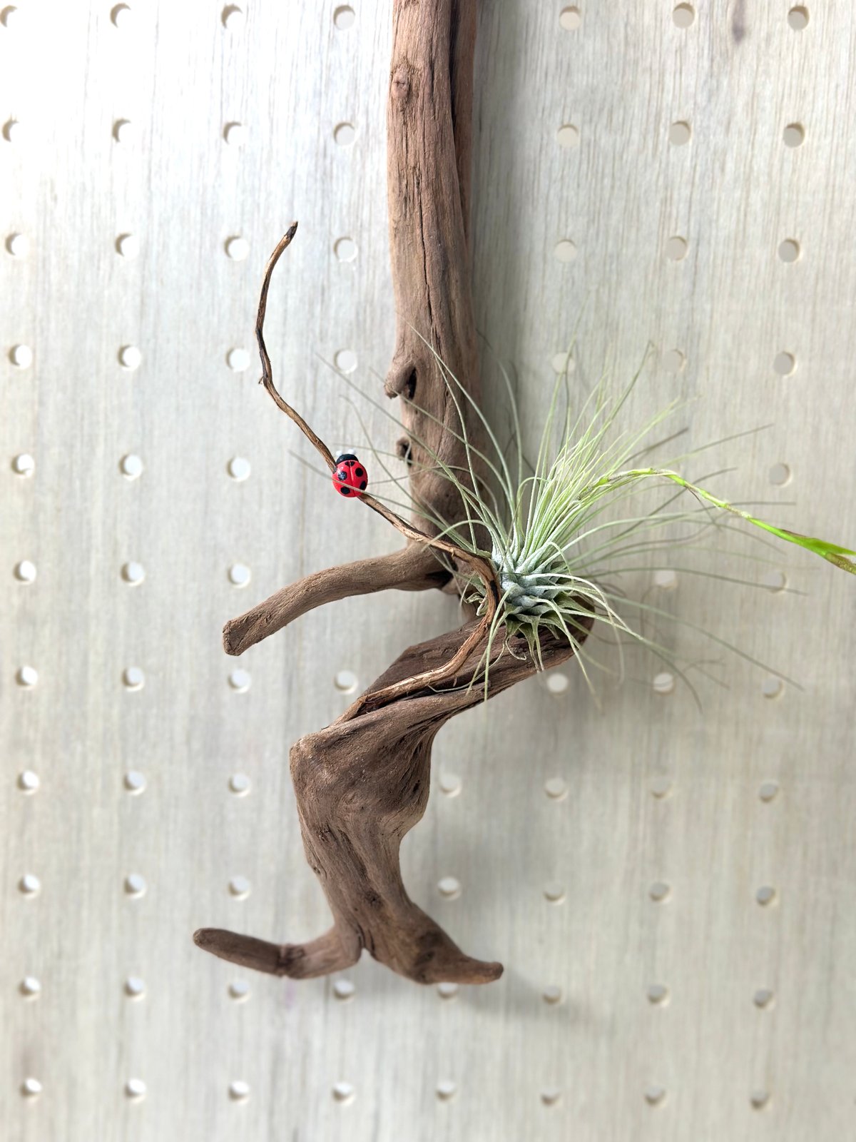 流木☆プランツハンガー ハンギング流木 (てんとう虫装飾付き） No.4850 | 流木専門店のアクア