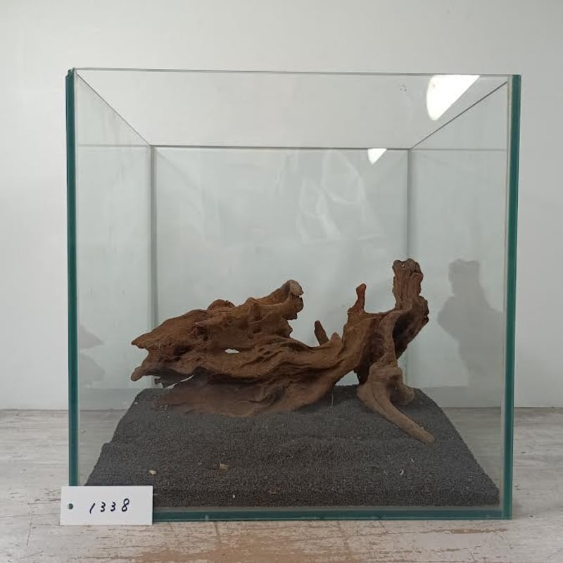 極美型　⭐︎大型マングローブ流木⭐︎ 美型マングローブ系流木 Mサイズ オンリーワン ☆現物撮影 1点