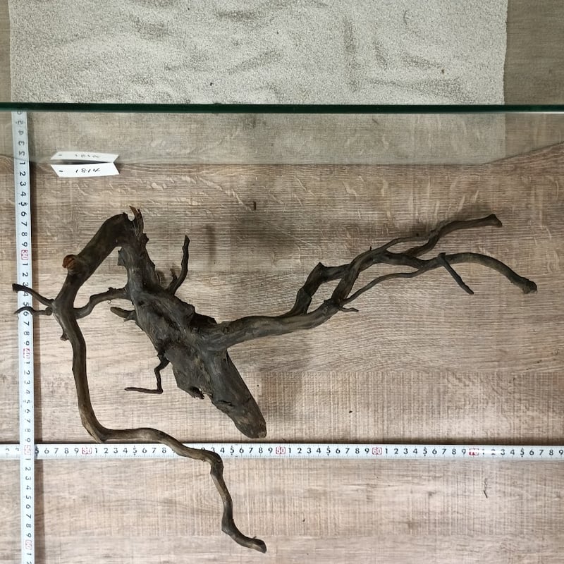 熱帯魚　流木　希少　BIGサイズ×２ 流木大き目サイズ大量入荷！！&水草・お魚も！！ | Aquarium TALL MAN