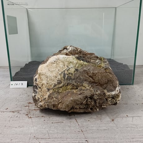 BIG木化石　１点もの　NO.1613（W約22cm/H約22cm)(45cm水槽）