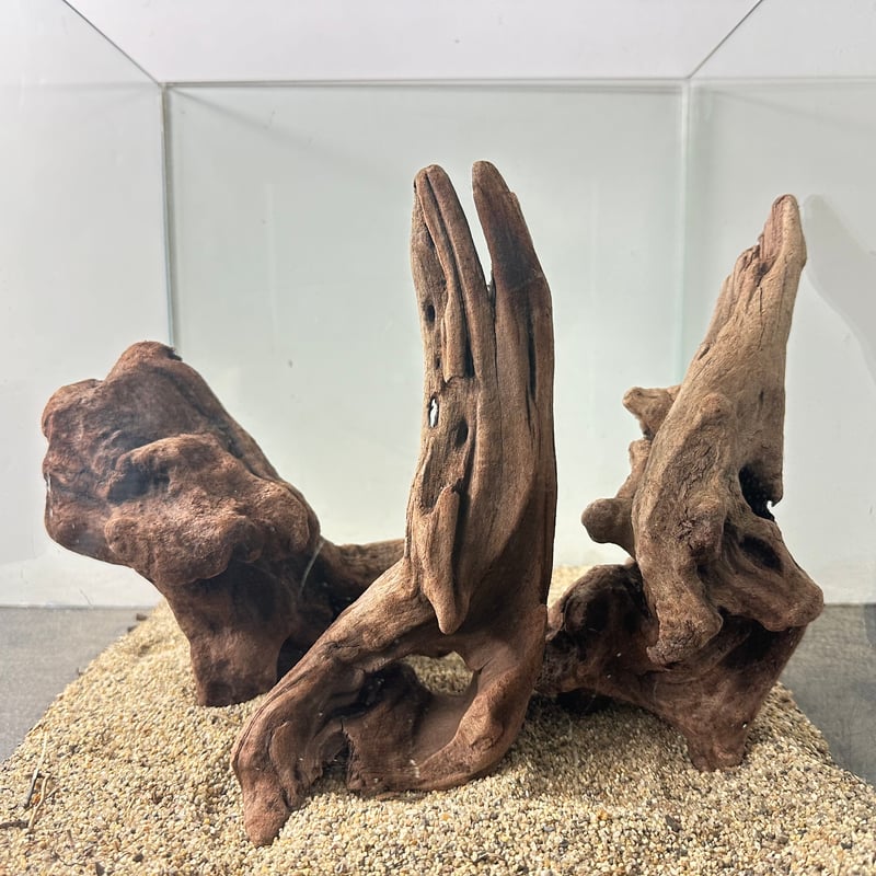 希少マングローブ系流木 BIG(W約30cm/30cm)・オンリーワン