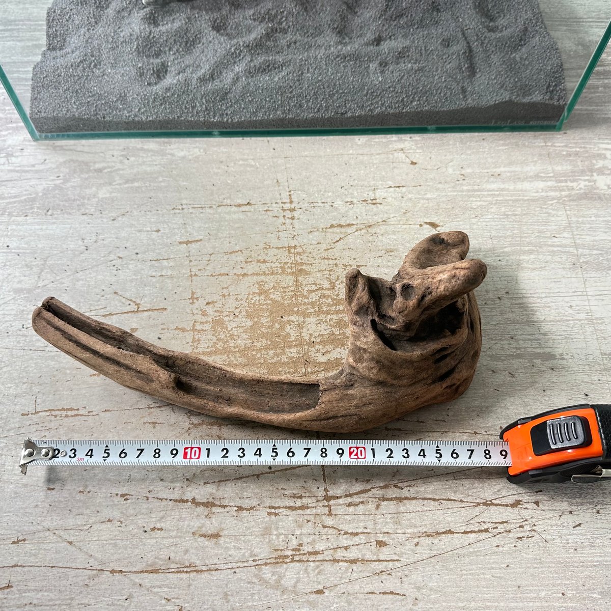 マングローブ系流木. MLサイズ(W約29cm)・オンリーワン ☆現物撮影 1点