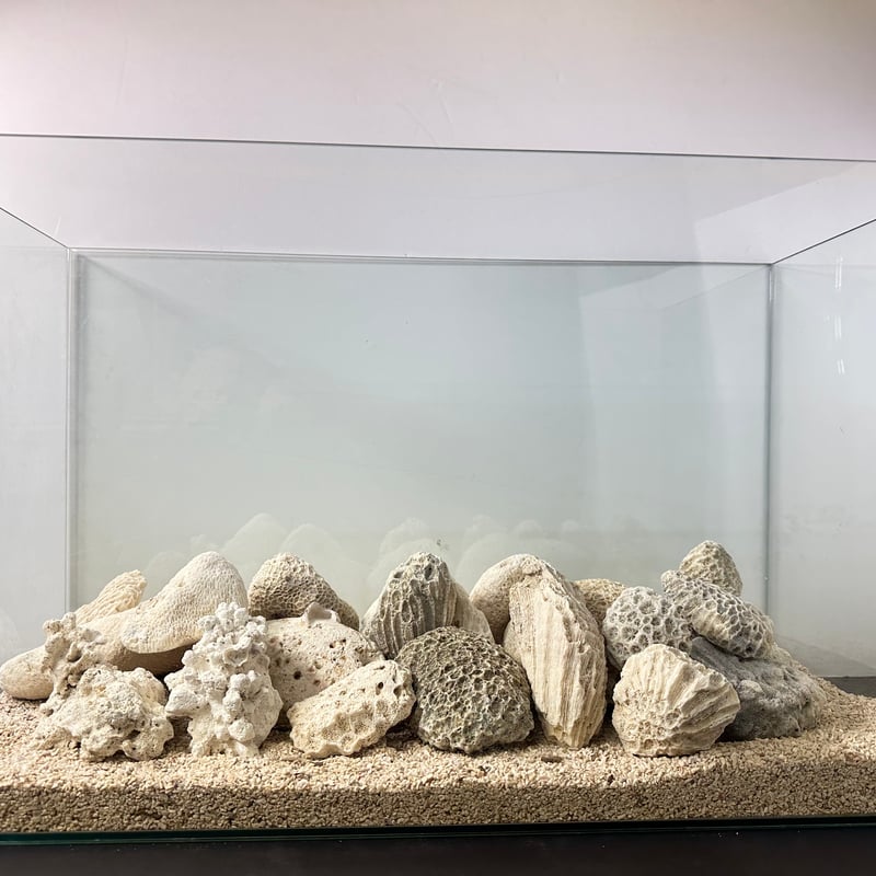 サンゴと石の水槽用レイアウトセット サンゴ石 5kg セット (現物
