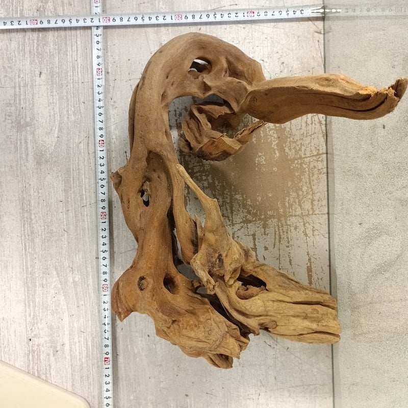 奇跡の流木 鮫モデル　流木 S031-1.jpg?v=1686140646