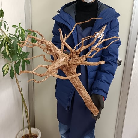 CATEGORY 流木（全種類） | 流木専門店のアクアリバー/アクアリウム