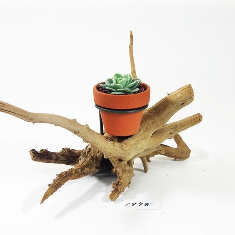 1.5号鉢ホルダー付き流木 卓上型 No.1978 | 流木専門店のアクア