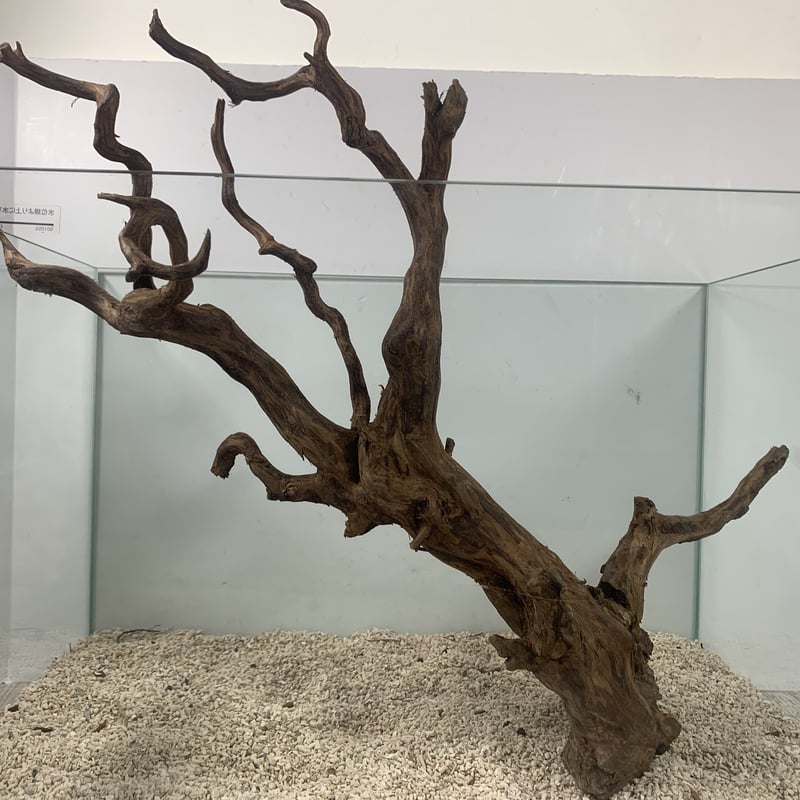 中A】天然流木 ブラウ