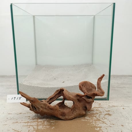 CATEGORY マングローブ系流木 | 流木専門店のアクアリバー