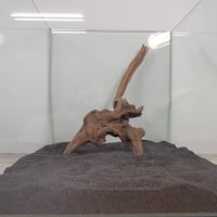 マングローブ系流木   Mサイズ・オンリーワン ★現物撮影  1点　No. 6506(W約30cm）