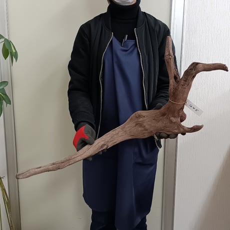 流木専門店のアクアリバー/アクアリウム/グリーンインテリア