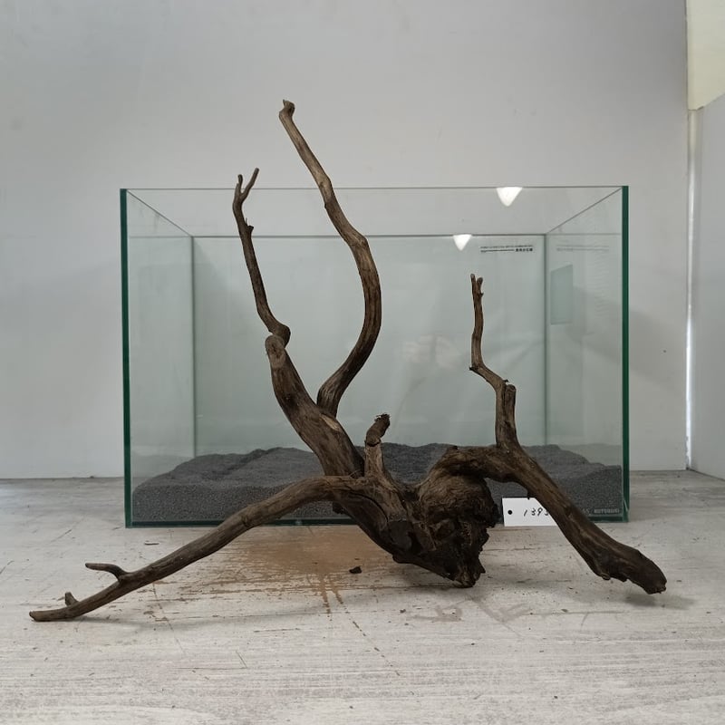 ネシア流木 ブラックタイプ Lサイズ 1点ものNo.1395【W約46cm】 | 流木