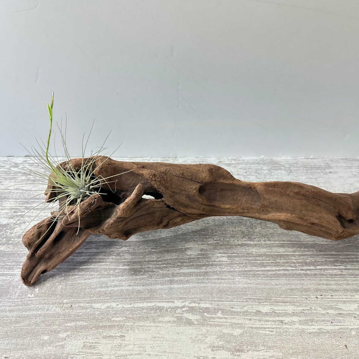 353】流木 インテリアや爬虫類などに 止まり木 アクアリウム 353】流木