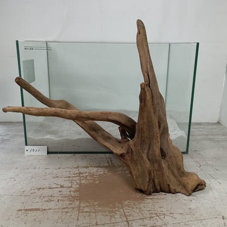 CATEGORY マングローブ系流木 | 流木専門店のアクアリバー