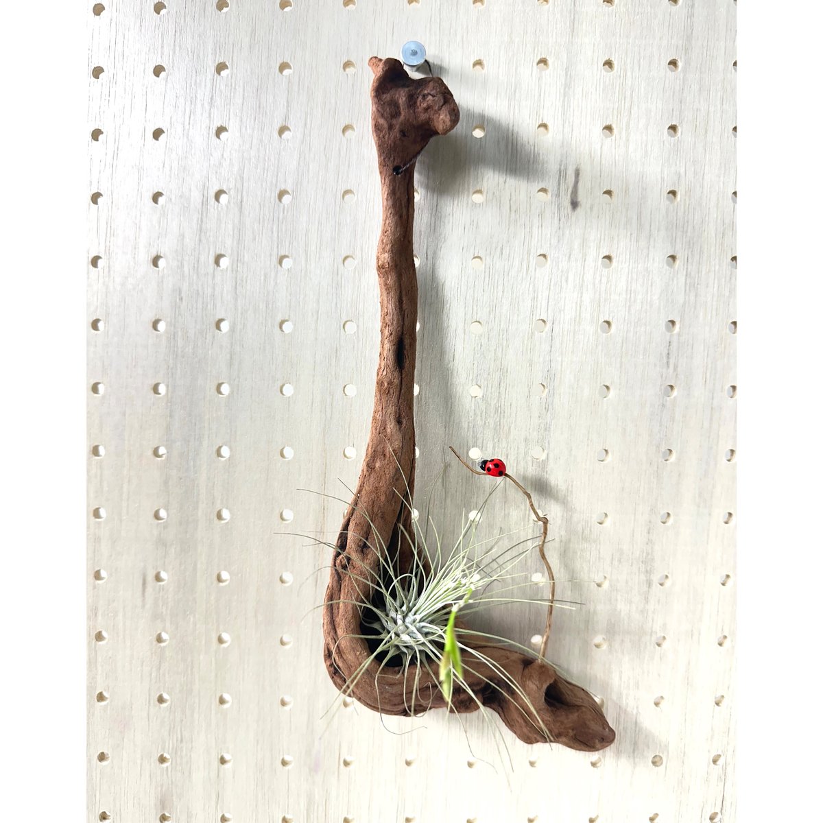 ハンギング流木 (てんとう虫装飾付き） No.4852 | 流木専門店のアクア