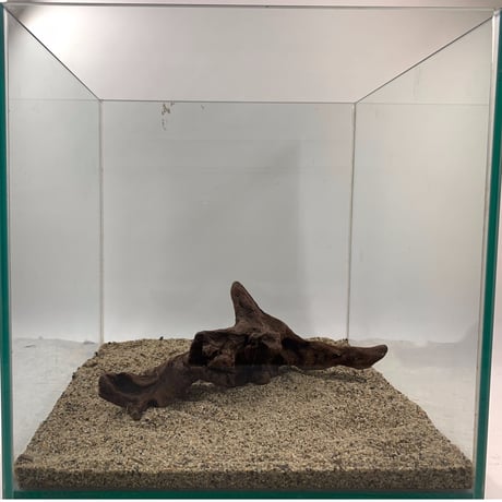 マングローブ系流木 Sサイズ15cm〜25cm  おまかせ5本×１セット（合計５本）