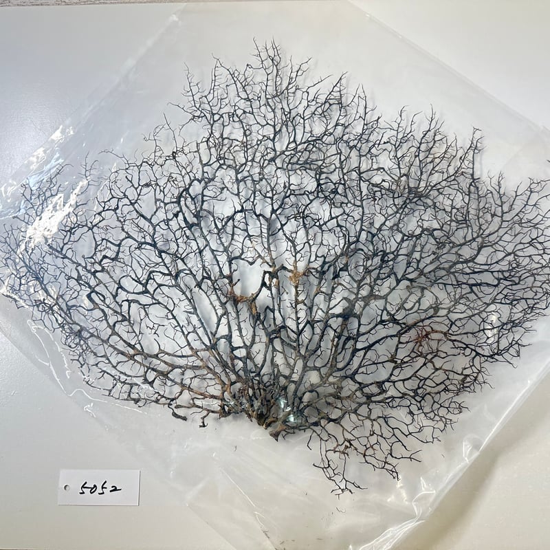 ウミウチワ 1点物 （W約46cm/H約38cm) No.5052 | 流木専門店の