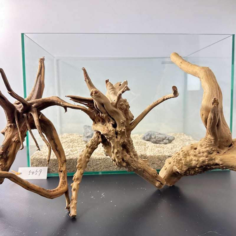 【30%OFF極品一点物】手入れ不要の天然ブランチウッド盆栽流木 いくつもの枝が魅力的】プレミアムブランチウッド/Branchwood