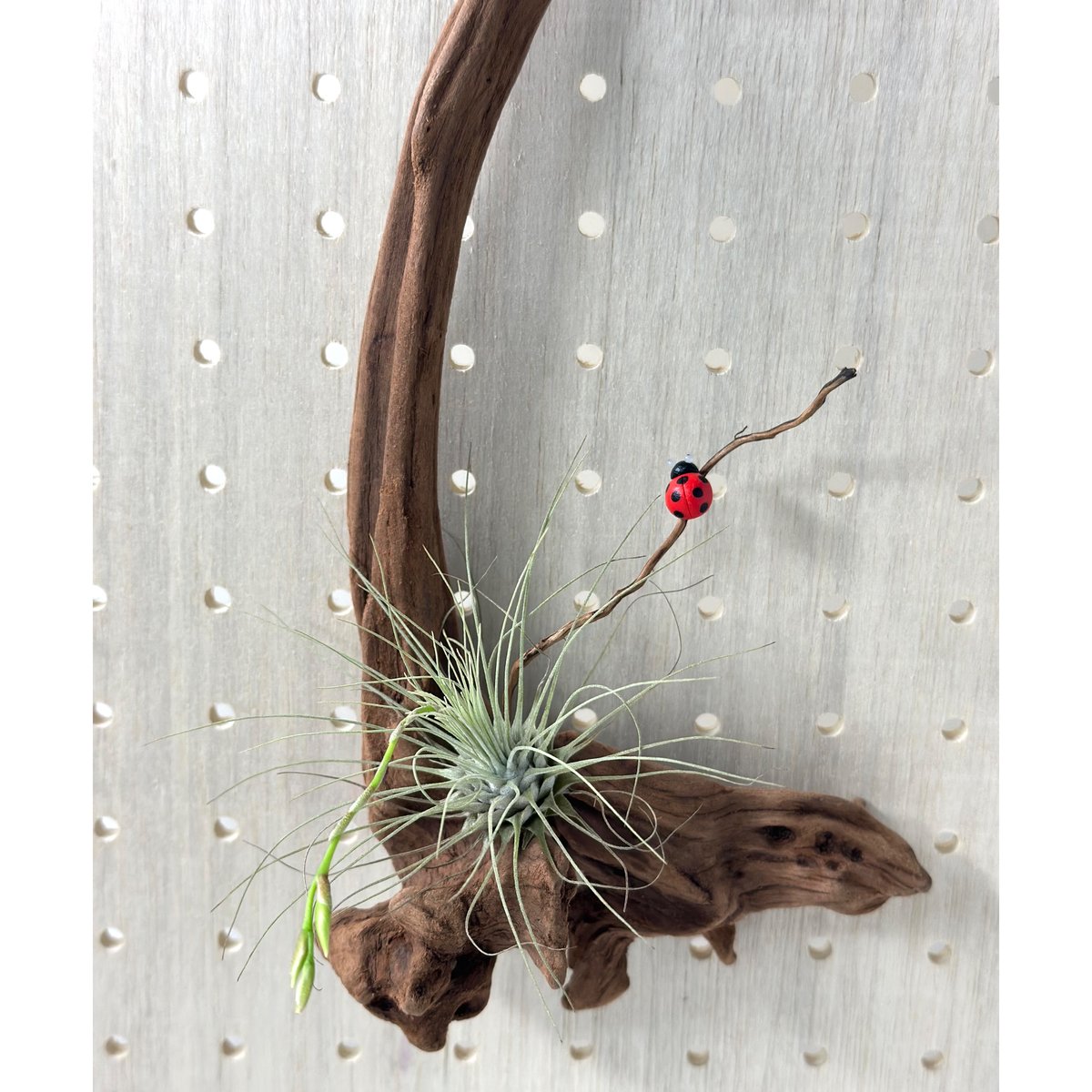 流木セット fit=scale-down,w=1200