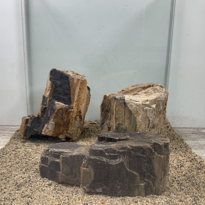 木化石 木化石(もくかせき) を販売｜盆栽妙 – 盆栽妙 本店