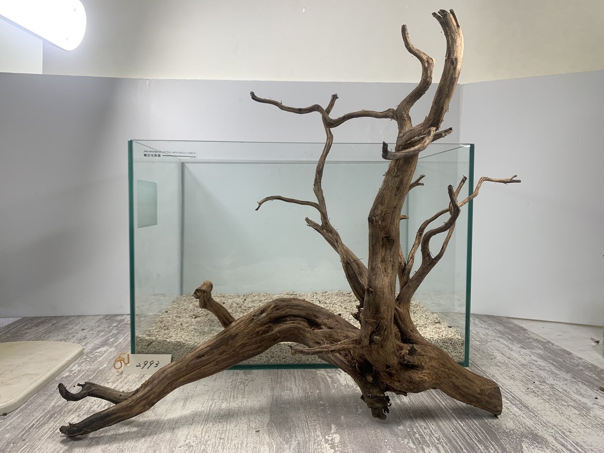 3/16までセール価格 流木(602)　大型流木3点セット　アクアリウム 流木3点セット 流木(602) 大型流木3点セット アクアリウム テラリウム