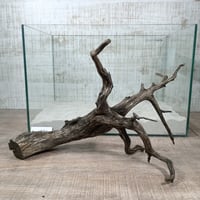 ネシア流木 ブラックタイプ　2Lサイズ　1点ものNo.1890【W約46cm】