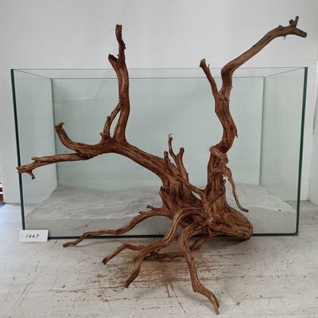 CATEGORY ブランチ系流木 | 流木専門店のアクアリバー/アクアリウム