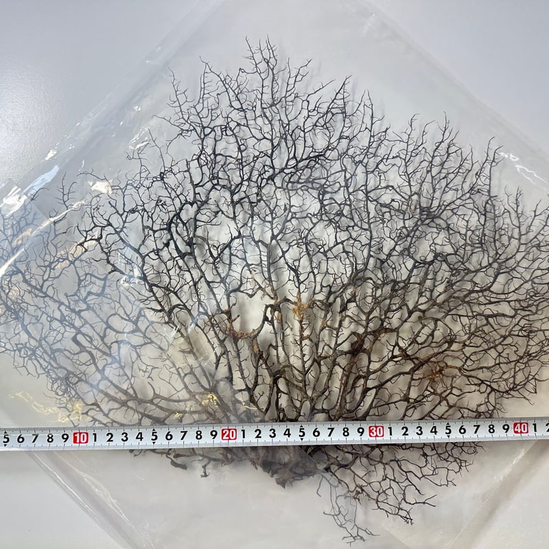 ウミウチワ 1点物 （W約46cm/H約38cm) No.5052 | 流木専門店の