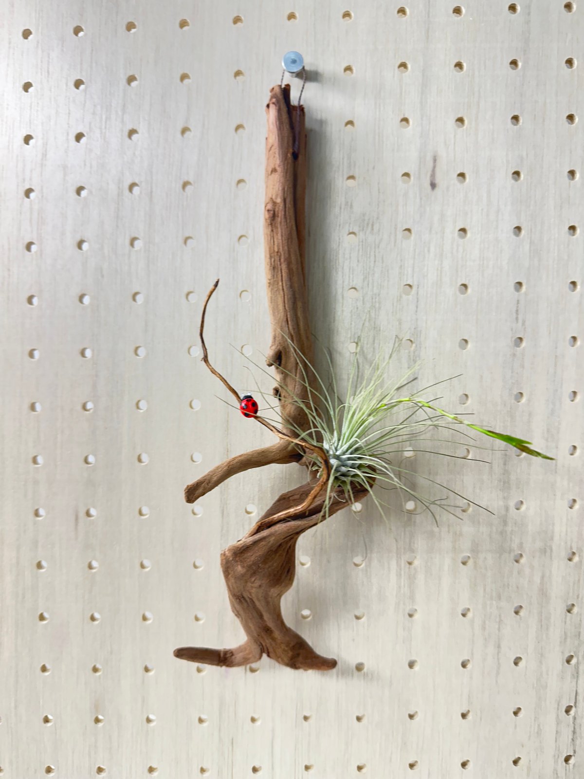 ハンギング流木 (てんとう虫装飾付き） No.4850 | 流木専門店のアクア