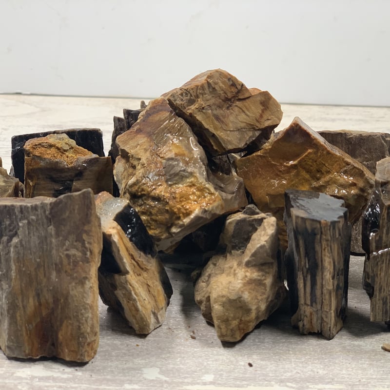 石付き流木 ミニ木化石 3kg セット（kgあたり650円） | 流木専門店のアクアリバー