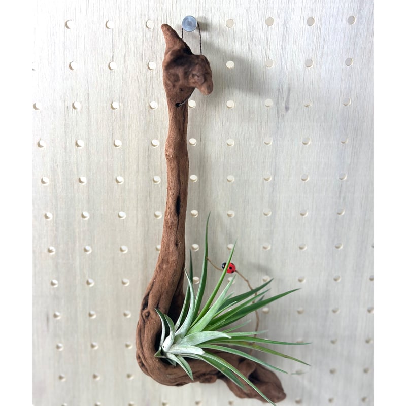 流木☆プランツハンガー 楽天市場】マクラメ×流木プラントハンガー H65cm プラント