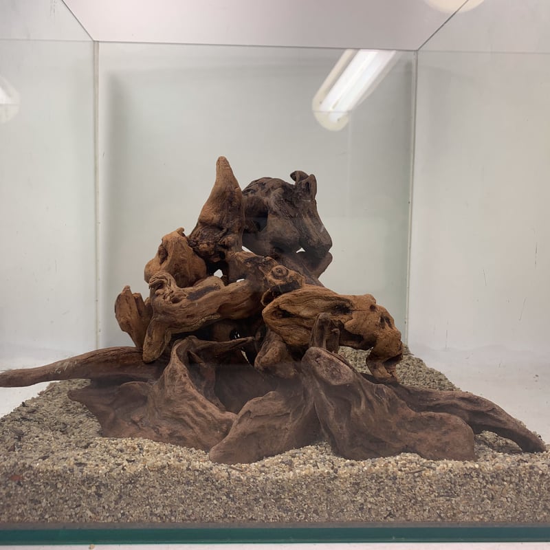 マングローブ系流木 プチサイズ 約10～15㎝ 10本入×1セット（合計10本