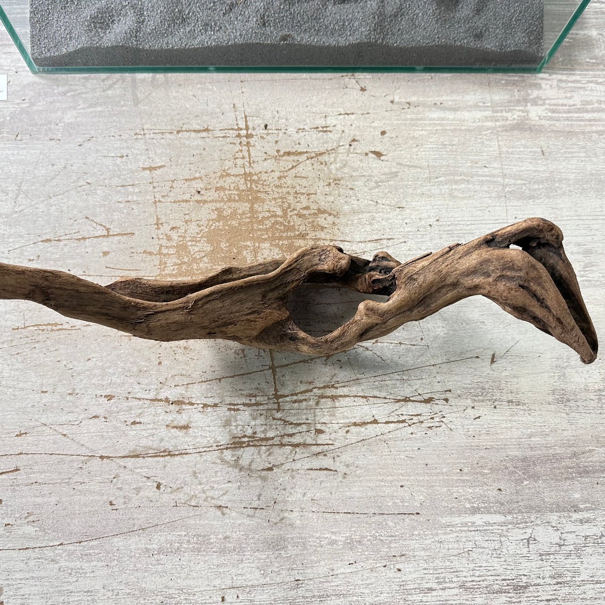 マングローブ系流木. 2Lサイズ(W約38cm)・オンリーワン ☆現物撮影 1点