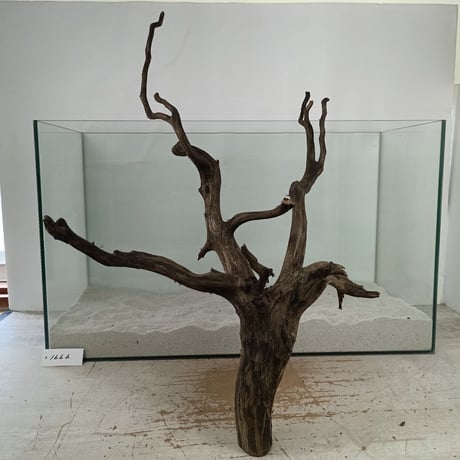 CATEGORY ブラックブランチ | 流木専門店のアクアリバー/アクアリウム