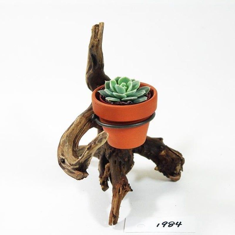 1.5号鉢ホルダー付き流木 卓上型 No.1984 | 流木専門店のアクアリバー