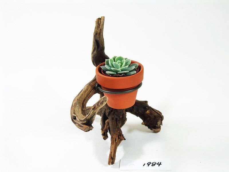 1.5号鉢ホルダー付き流木 卓上型 No.1984 | 流木専門店のアクアリバー