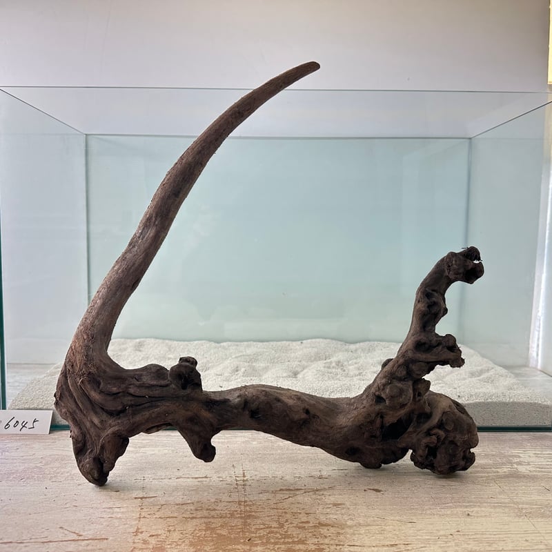マングローブ系流木 Lサイズ(W約35cm)・オンリーワン ☆現物撮影 マングローブ系流木 Lサイズ(W約35cm)・オンリーワン ☆現物撮影