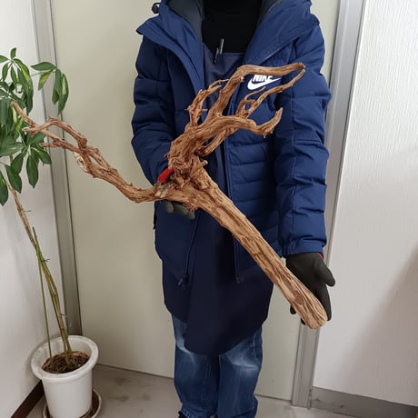 CATEGORY ブランチ系流木 | 流木専門店のアクアリバー/アクアリウム