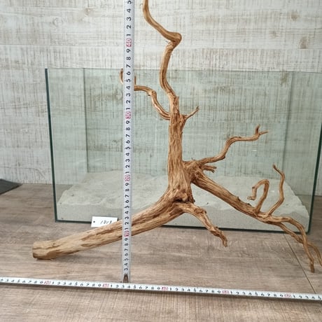 お買い得ビッグネシア流木 ブラウンタイプ　3Lサイズ　1点ものNo.1819【W約 54cm】