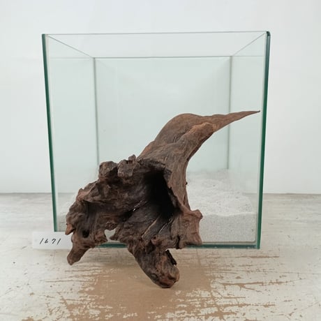 CATEGORY マングローブ系流木 | 流木専門店のアクアリバー