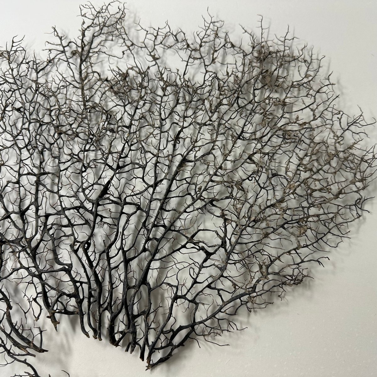 ウミウチワ 1点物 （W約43cm/H約33cm) No.5054 | 流木専門店の