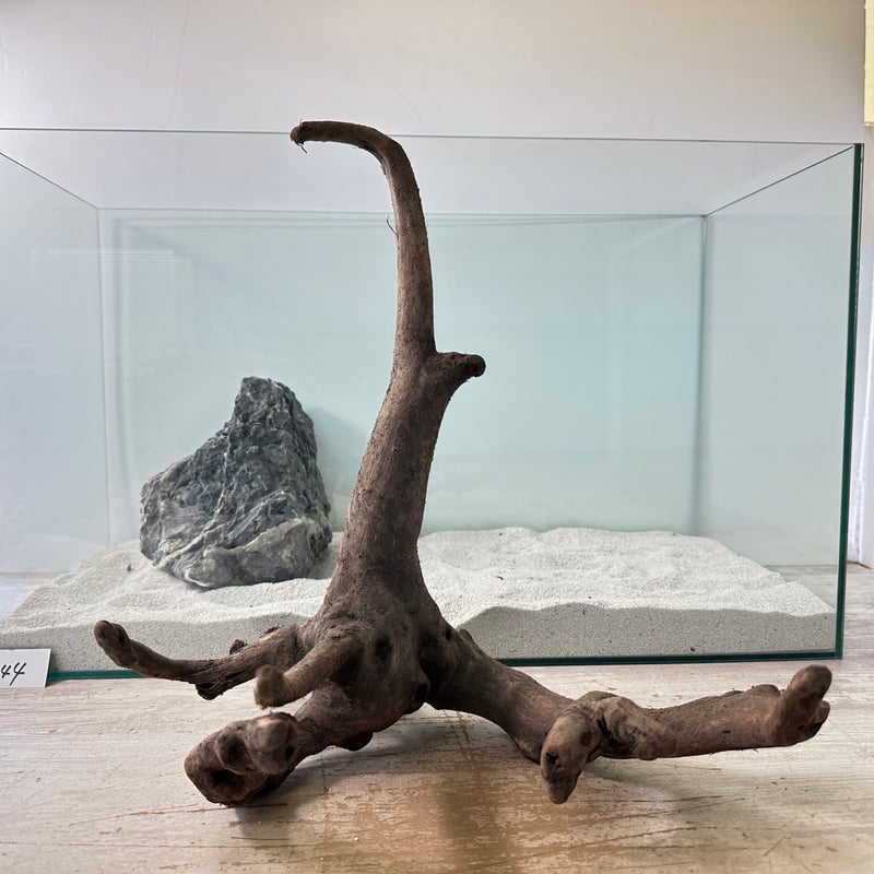 44流木 44 杉の流木 44 杉の流木 44流木