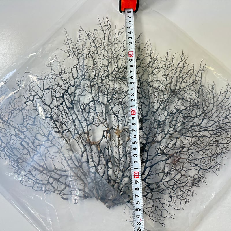 ウミウチワ 1点物 （W約46cm/H約38cm) No.5052 | 流木専門店の