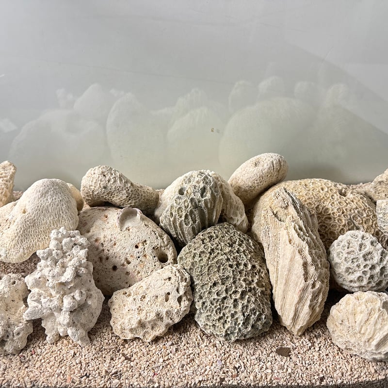 サンゴ石 5kg セット (現物撮影）No.5002 | 流木専門店のアクア