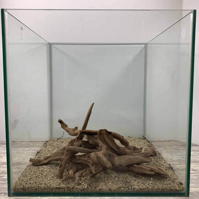 TTD 3033 水槽。流木。水槽。水生植物。