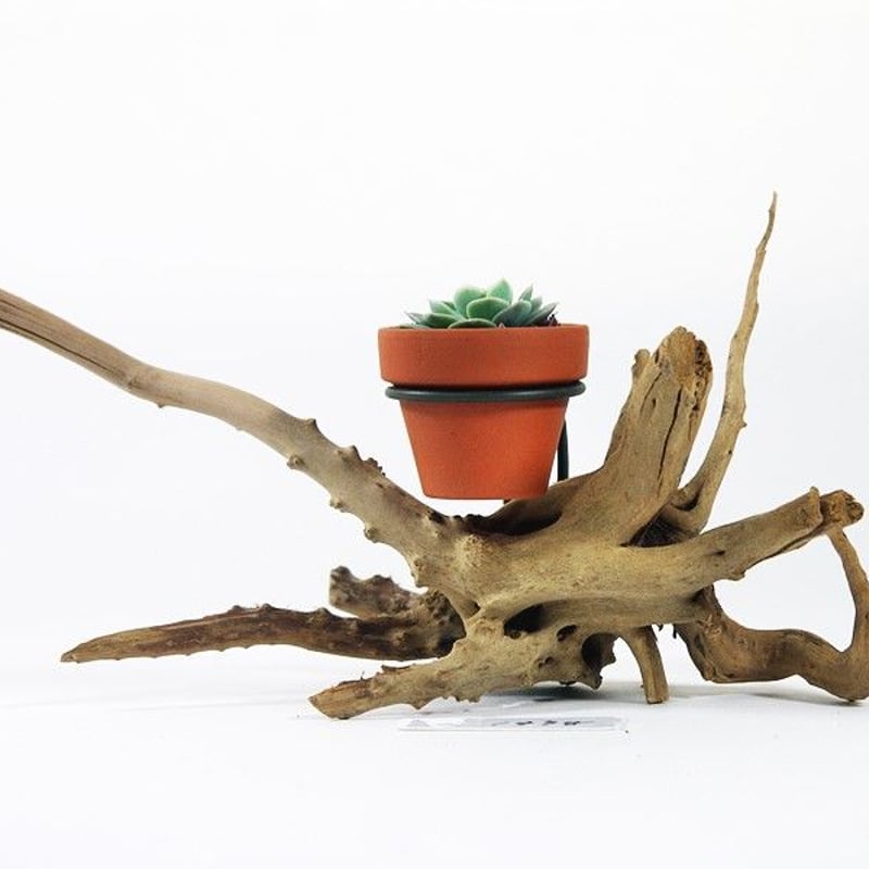 1.5号鉢ホルダー付き流木 卓上型 No.1978 | 流木専門店のアクアリバー