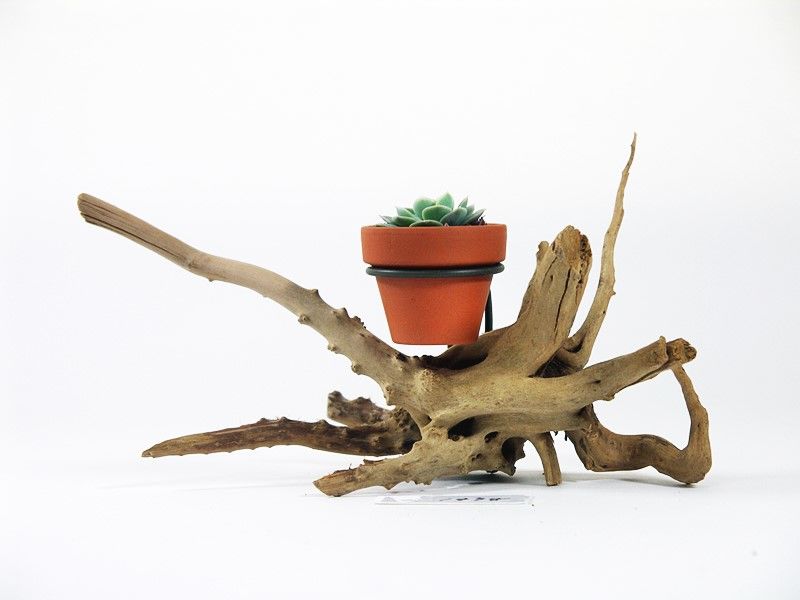 1.5号鉢ホルダー付き流木 卓上型 No.1978 | 流木専門店のアクアリバー