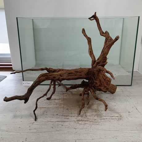 CATEGORY ブランチ系流木 | 流木専門店のアクアリバー/アクアリウム